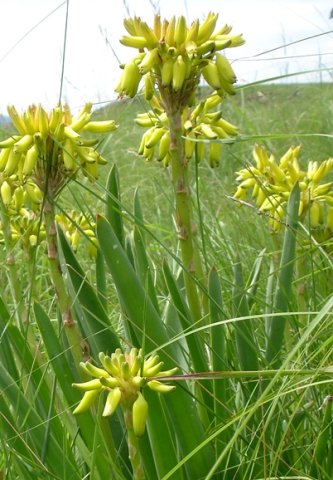 Aloe kraussii flowers